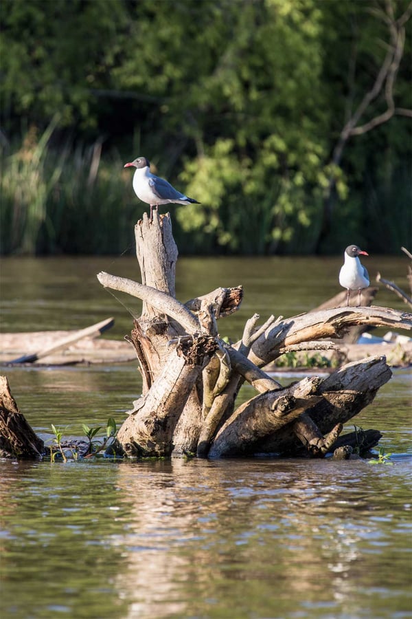 Two birds on a tree stump in a river.